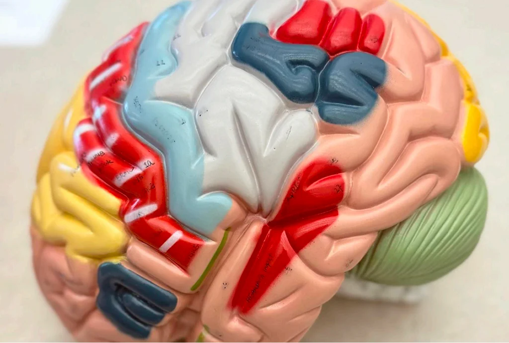 brain 
