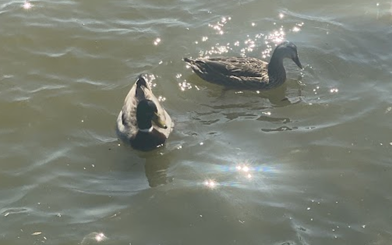 ducks in the river